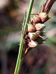 Carex joorii