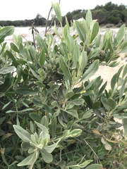Cistus halimifolius