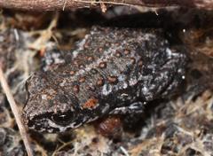 Capensibufo tradouwi