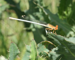 Platycnemis dealbata