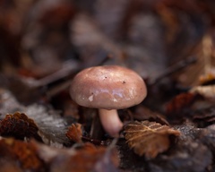 Russula nothofaginea