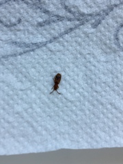 Cryptamorpha desjardinsi