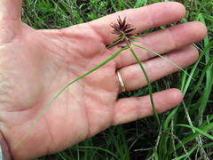 Cyperus usitatus