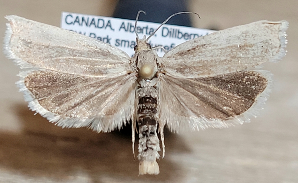 Hystrichophora stygiana