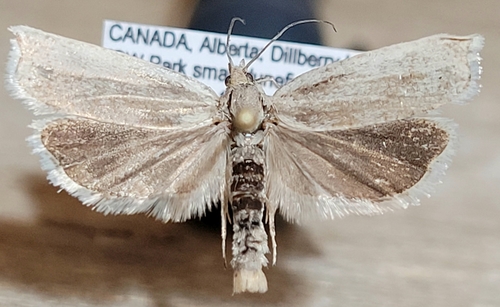 Hystrichophora stygiana