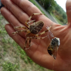 Araneus diadematus