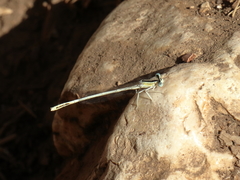 Platycnemis dealbata