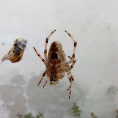 Araneus diadematus