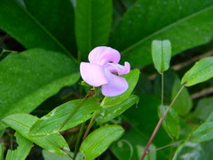 Canavalia ensiformis