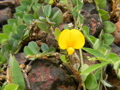 Crotalaria filipes