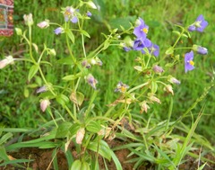 Exacum pedunculatum
