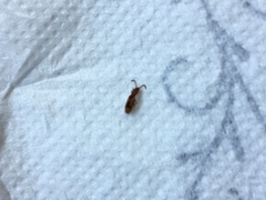 Cryptamorpha desjardinsi