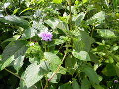 Phyllocephalum indicum