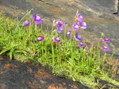 Utricularia reticulata