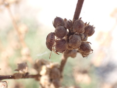 Peribalus strictus strictus