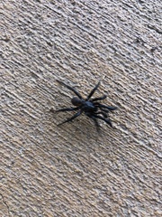 Antrodiaetus pacificus