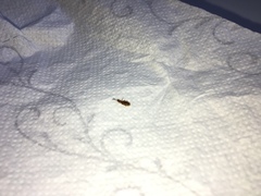 Cryptamorpha desjardinsi