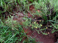 Oncosiphon grandiflorus