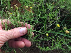 Oncosiphon grandiflorus