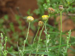 Oncosiphon grandiflorus