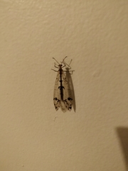 Dendroleon obsoletus