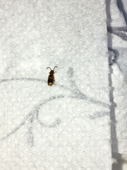 Cryptamorpha desjardinsi