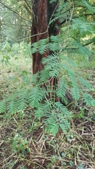 Sequoioideae