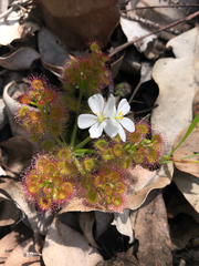 Drosera stolonifera
