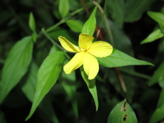 Haplophyton cimicidum
