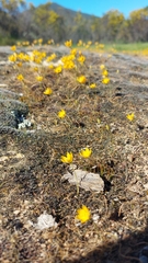 Ornithogalum rupestre