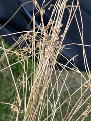 Juncus filiformis