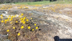 Ornithogalum rupestre