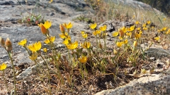 Ornithogalum rupestre