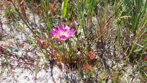 Image of Cleretum clavatum by (c) Jacques van der Merwe, some rights reserved (CC BY-SA)