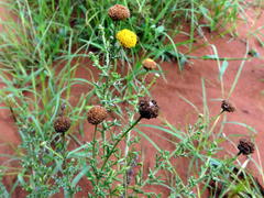 Oncosiphon grandiflorus