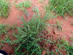 Oncosiphon grandiflorus