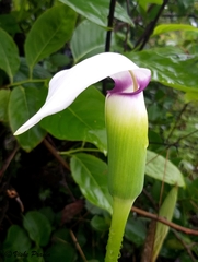 Arisaema murrayi
