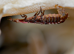 Pyractomena borealis