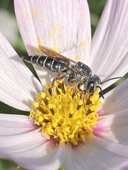 Synocoelioxys