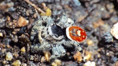 Phidippus tyrrelli