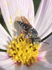 Synocoelioxys