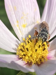 Synocoelioxys