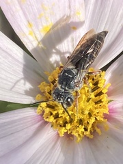 Synocoelioxys