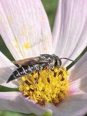 Synocoelioxys