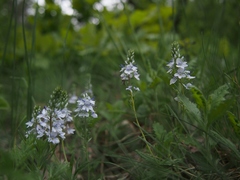 Veronica austriaca