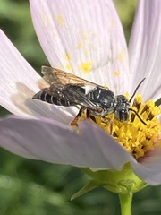 Synocoelioxys