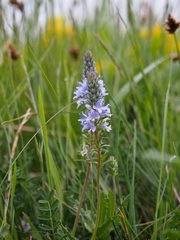 Veronica austriaca