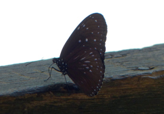 Euploea camaralzeman