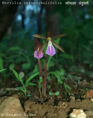 Nervilia infundibulifolia