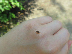 Kleidocerys resedae
